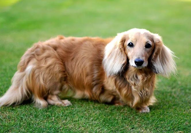 Long-Haired Dachshund, Dachshund breed, Long-Haired Dachshund care